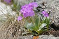 <center>Cette plante, se plaisant à pousser dans la roche, m'offre ses corolles éclatantes. Elle fleurit habituellement à partir de Juin. Primevère et roche massif du grand paradis 